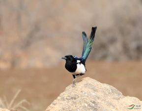 小喜鹊尾巴长,小喜鹊尾巴的秘密与魅力